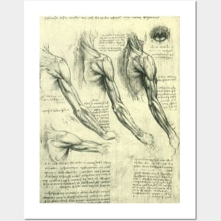 Human Anatomy Arm and Shoulder by Leonardo da Vinci Posters and Art